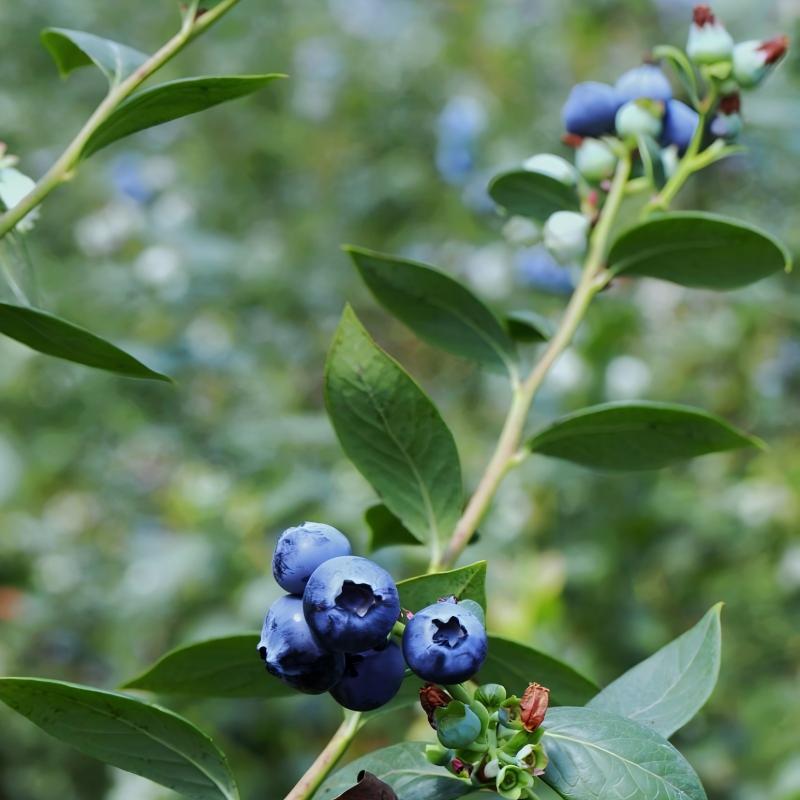 蓝莓